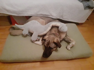 3J Rüde 65cm  BUNDESWEIT ausreisebereit Seele von Hund  Bild 7