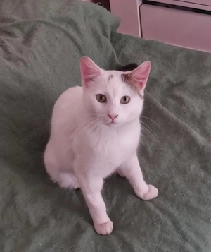 Lucy Freundliches Katzenmädel sucht ihre Familie