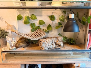 Leopardgecko inkl. komplett eingerichtetem Terrarium abzugeben