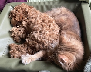 Cockapoo Rüde kleiner Clown sucht 