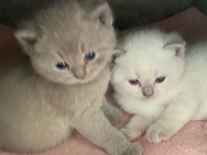 BKH Kitten reinrassigBlue Creme weiss tabby