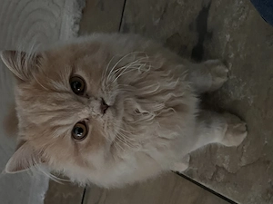 britisch persian langhaar katze