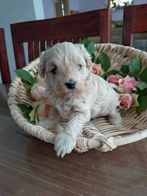Maltipoo Welpen 