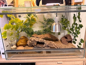 Leopardgeckos inkl. komplett eingerichtetem Terrarium zu verkaufen