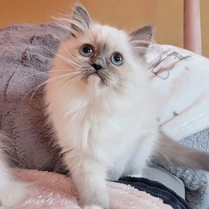 Ragdoll-Kätzchen zu verkaufen