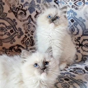 Ragdoll-Kätzchen zu verkaufen