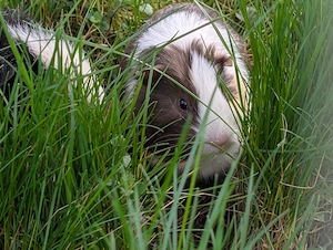 zwei süße Meerschweinchen böckchen 