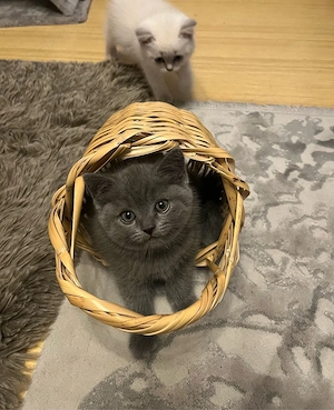 British Shorthair