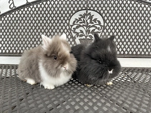 Knuffiges Löwenkopf, Löwenköpfchen, Zwergkaninchen Pärchen