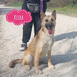 Keira, traumhafte Malinois   Belgischer Schäferhund Mischlingshündin