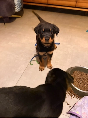 Reinrassige Rottweiler Welpen 