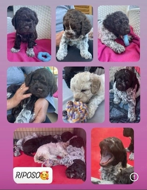 Lagotto Romagnolo