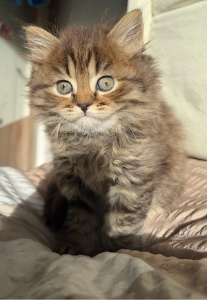 Kuschelige Britisch Kurzhaar Langhaar Kitten