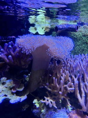 Sarcophyton ehrenbergii  Bild 3