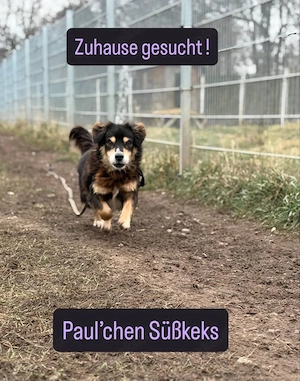 Klein Paulchen sucht seinen Altersruhesitz  Bild 10