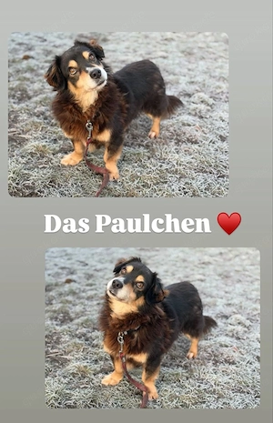 Klein Paulchen sucht seinen Altersruhesitz  Bild 2