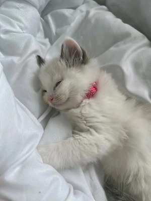 Ragdoll-Kätzchen