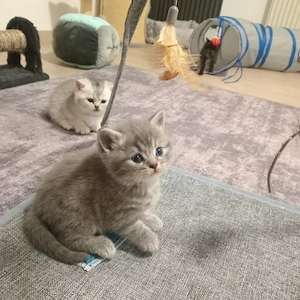 BKH Britisch Kurzhaar Kitten 