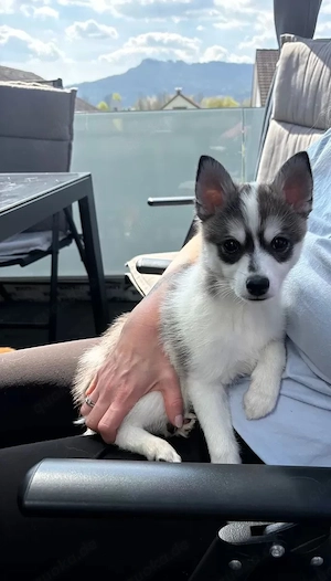 Süßer Pomsky Welpe Auszugsbereit