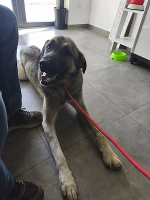 3J Rüde 65cm  BUNDESWEIT ausreisebereit Seele von Hund  Bild 9