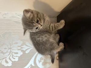 Kitten Abgabebereit 