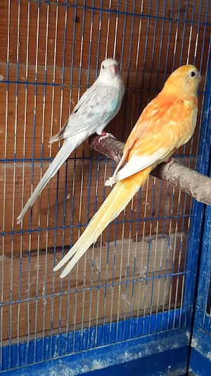 singsittich 