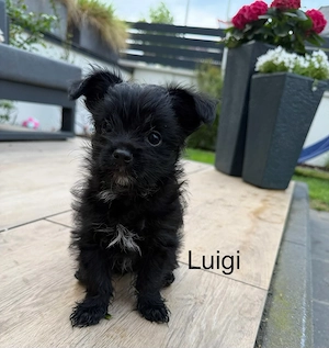 Mini Yorkshire Terrier Mix Welpen  Bild 2