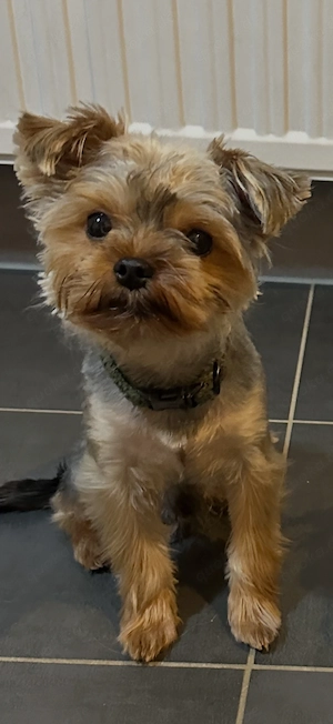 Mini Yorkshire Terrier Mix Welpen  Bild 5