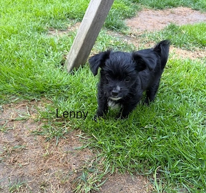 Mini Yorkshire Terrier Mix Welpen  Bild 3