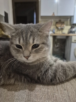 ich suche katze oder kater