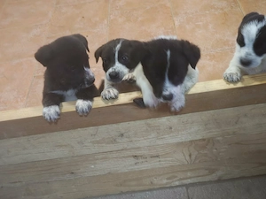 Kuckuck, da sind wir. 5 auf einen Streich.