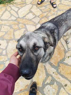 3J Rüde 65cm  BUNDESWEIT ausreisebereit Seele von Hund  Bild 10