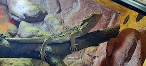 Bartagame Weibchen 