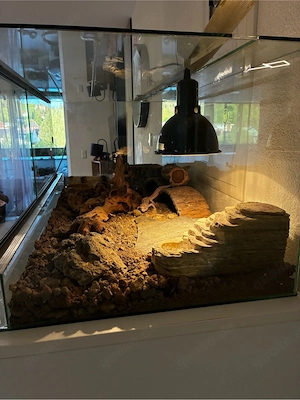 Leopardgecko mit Terrarium 
