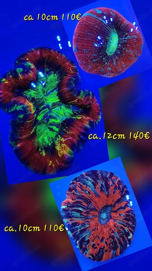 Meerwasser Trachyphyllia 