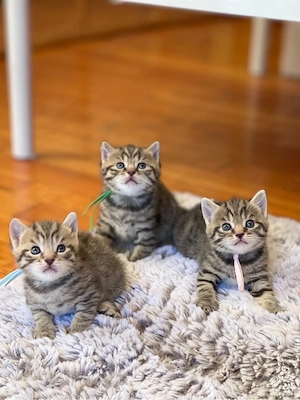  Süße BKH Mix Kitten suchen ein liebevolles Zuhause