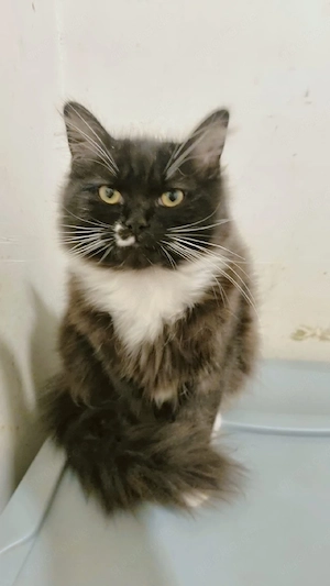 Maine Coon mix Norwegische Waldkatze  Bild 4