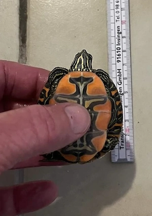 Indianer Zierschildkröte, Chrysemys picta belli 