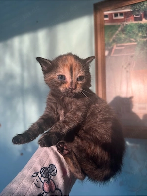 babykatzen BKH Mischung