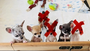 Traumhafte Chihuahua Welpen 
