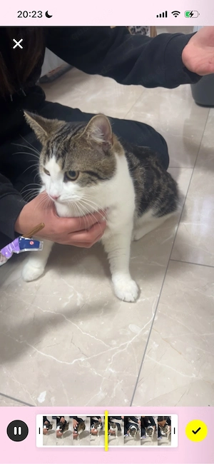 Katze zu verkaufen 