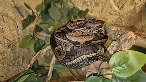 Hypo IMG 0.1 Boa Constrictor pos Jungle 66% het Albino Leopard 