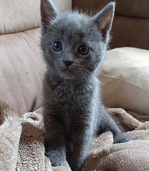 Katzenbabys BKH