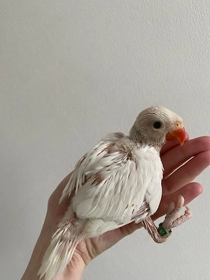 Halsbandsittich albino