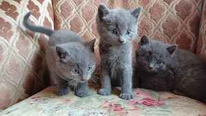 Katzenbabys BKH