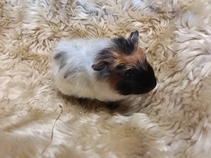 Weibliche Meerschweinchen 
