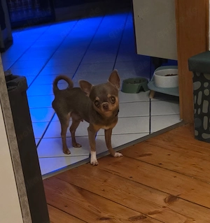 Stitch sucht liebevolles zuhause