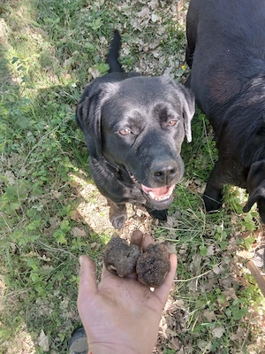 Profi Trüffel-Labrador Elite-Ausbildung auf höchtem Niveau