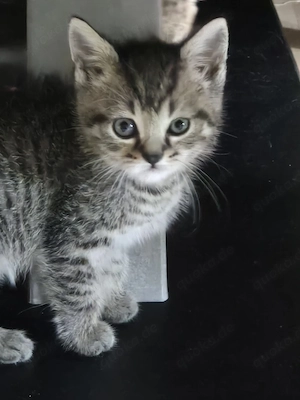 kleiner sußer Kater abzugben 