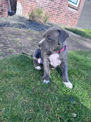 American Staffordshire sucht noch ihr zu Hause